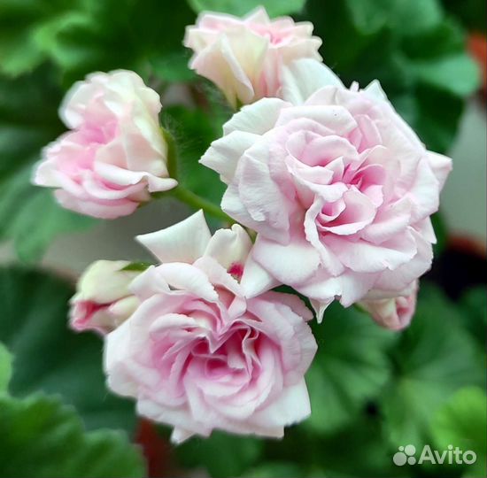 Пеларгония герань сортовая