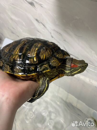 Черепаха