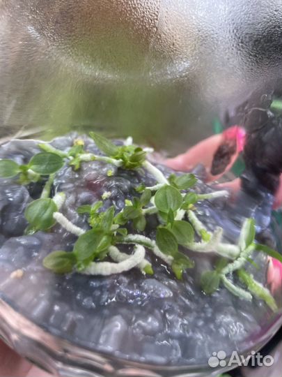 Семена орхидеи