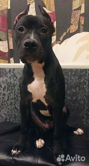 Щенки Прайтер-Пит (русский питбуль)