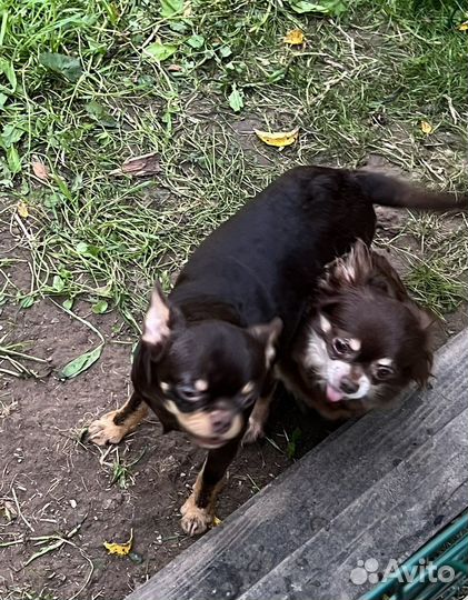 Чихуахуа подрощенный мальчик