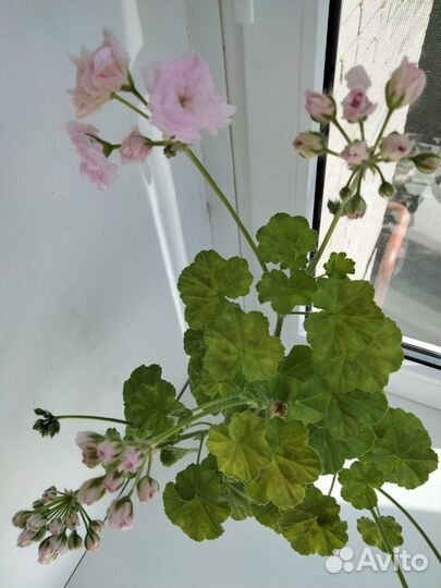 Герань махровая отростки