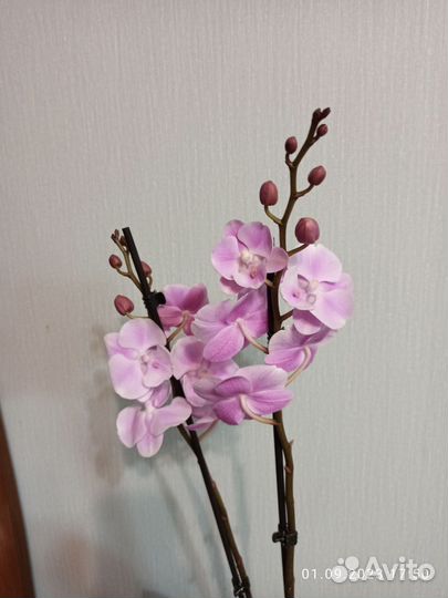 Орхидея фаленопсис Биг Лип Сакура, 2 ствола