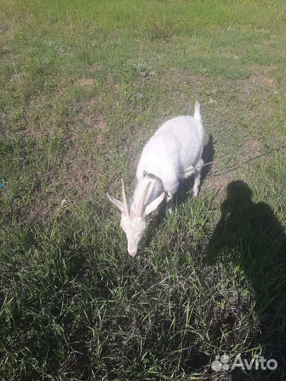 Коза дойная молочная