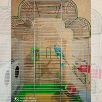 Волнистый попугай с клеткой