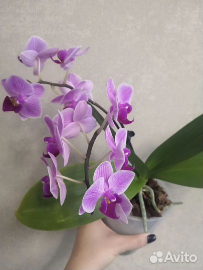 Орхидея фаленопсис