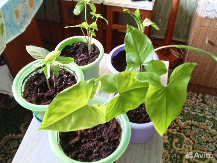 Сингониум в горшке