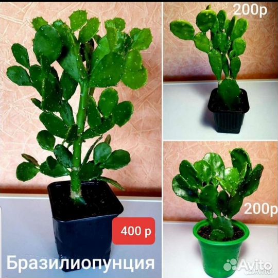 Кактусы,денежное дерево,традисканция