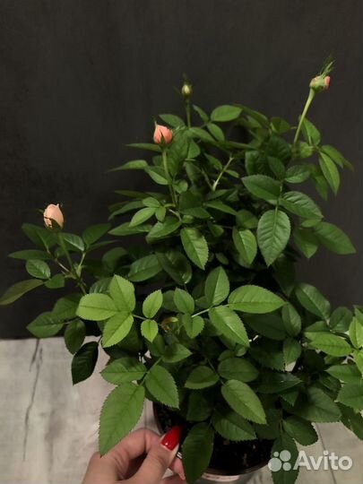 Роза в горшке,комнатные цветы