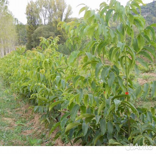 Саженцы грецкого ореха - зимостойкие