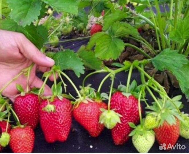Рассада клубники Прими