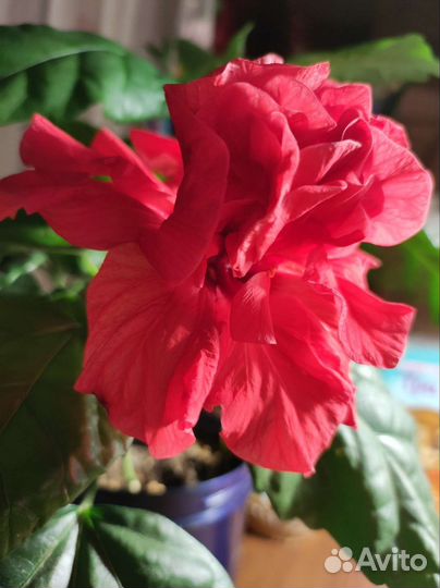 Гибискус, китайская роза