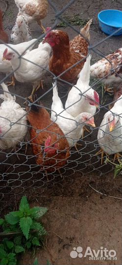 Молодые петушки