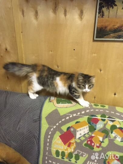 Кошечка Лисочка