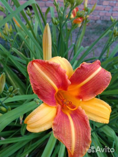 Лилии, лилейник, рудбекия, ромашка, наперстянка