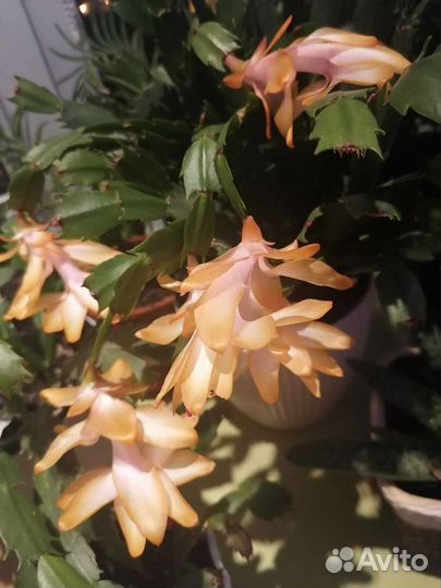 Декабрист шлюмбергера желтый