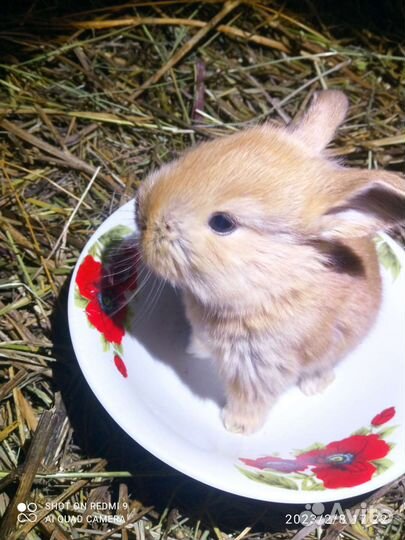 Декоративные карликовые крольчата