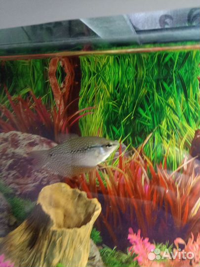 Аквариум 98л