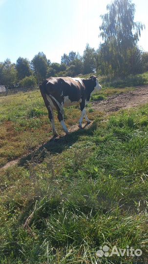 Корова дойная
