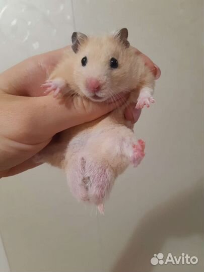 Сирийские хомяки