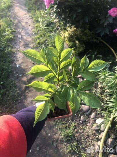 Аморфофаллус