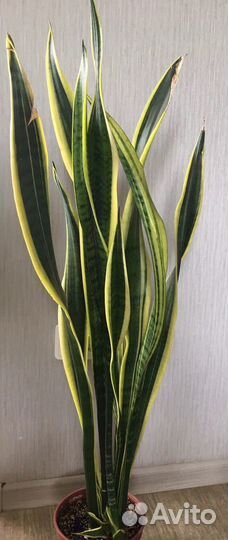 Сансевиерия коллекционная