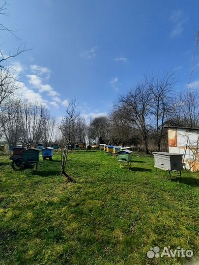 Продажа пасеки с ульями, пчелами, оборудованием