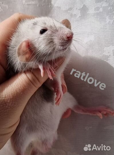 Крысята марбл от ratlove