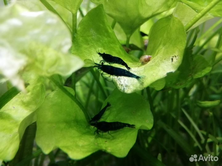 Креветки blue dream / блю дрим