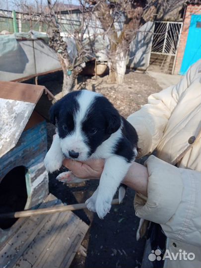 Щенки в хорошие руки