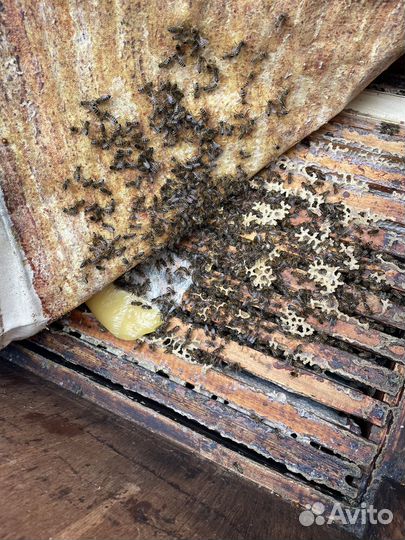 Пчелосемьи/пчеломатки/пчелопакеты