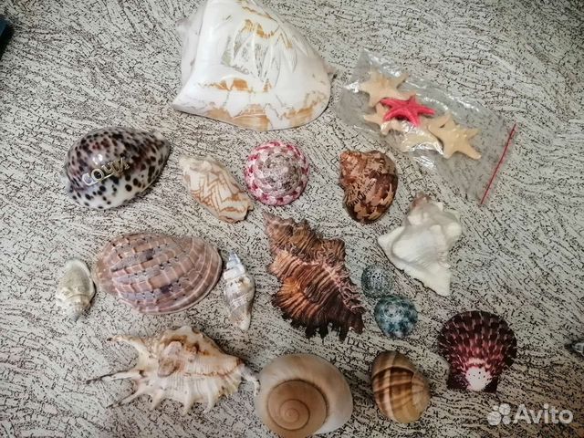Ракушки звезды сувениры омар
