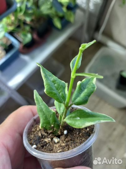 Комнатные растения,цветы,хойя,дисхидия,сциндапсус