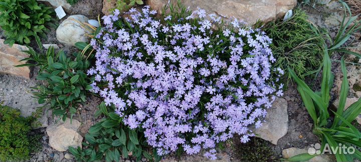 Почвопокровные растения