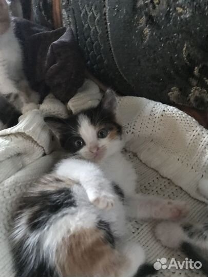 Домашние животные кошки
