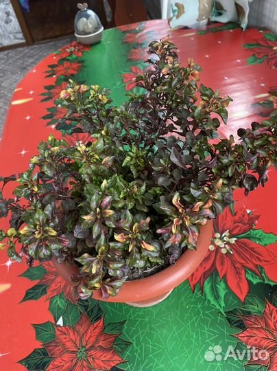 Альтернатера