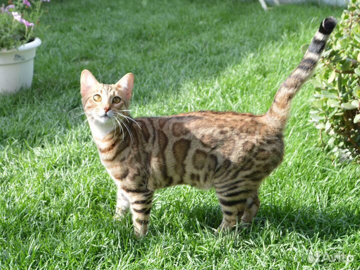 Эффектная девочка для выставок и плем. работы