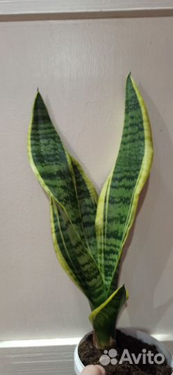 Сансевиерия