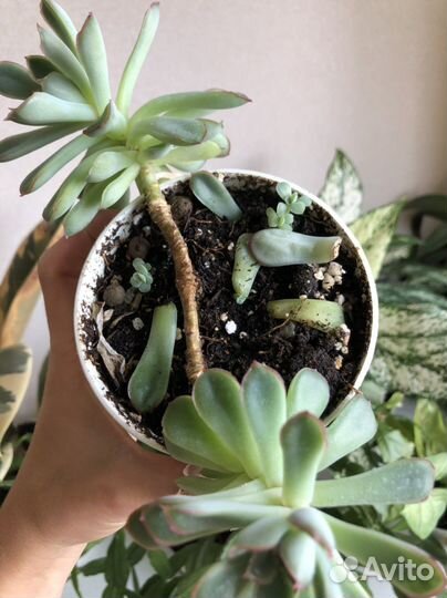 Хавортия, суккуленты