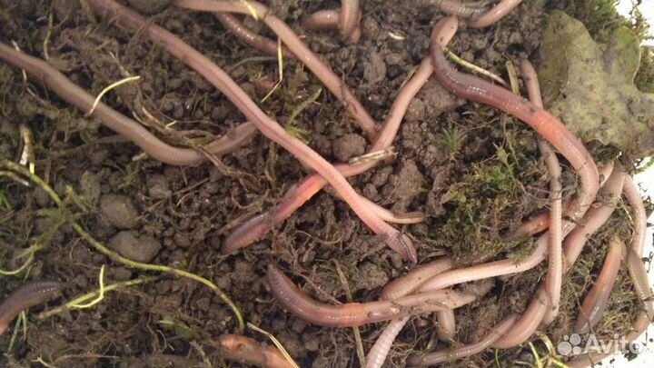 Червь выползок