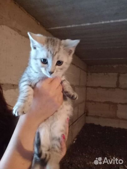 Кошка в дар бесплатно