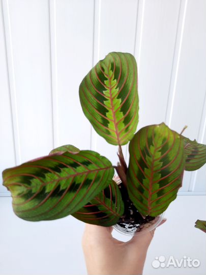 Маранта калатея строманта