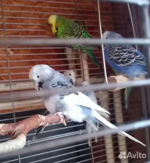 Попугаи ввп Чехи