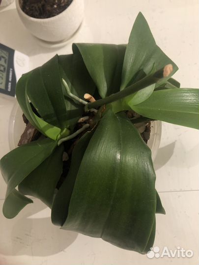 Орхидея лиодоро