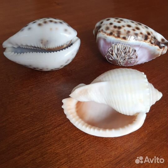 Ракушки морские