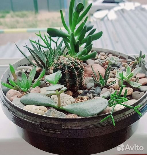 Лучший подарок