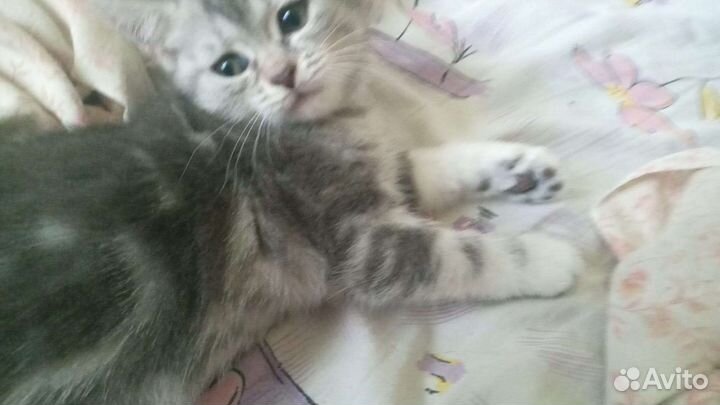 Британская кошка