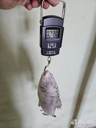 Рыба Хариус с/м крупный,свежий завоз