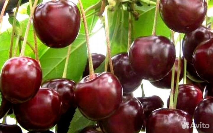 Саженцы вишни Апухтинская