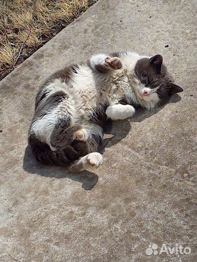 Кот для частного дома